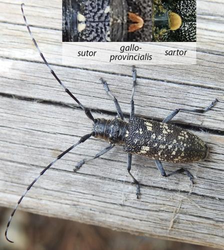 Réf. 309 527 : Monochamus sutor